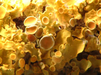 Close-up of Xanthoria 